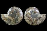 Cut & Polished Ammonite Fossil - Agatized #67903-1